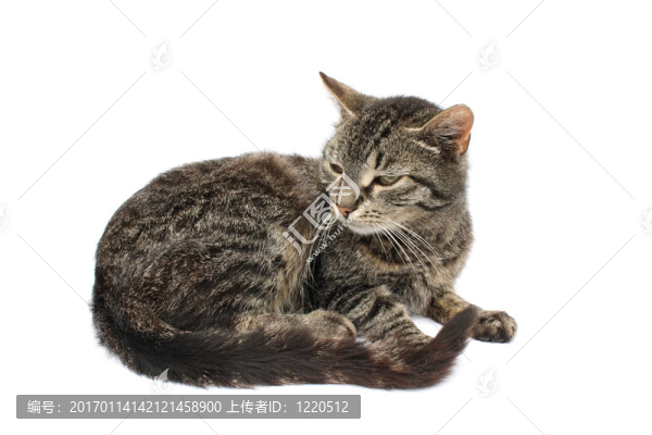 貓