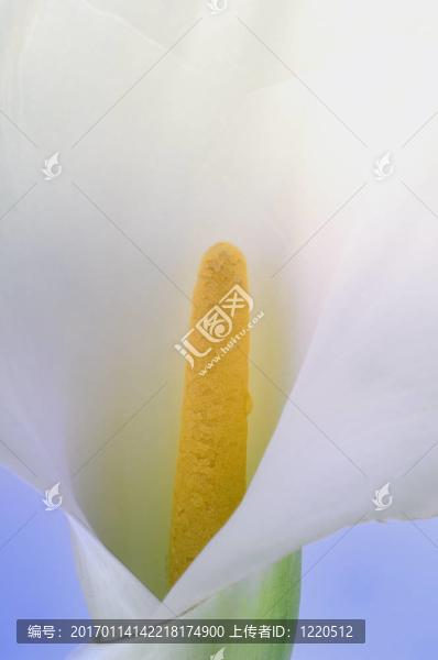 Calla,lily的特寫