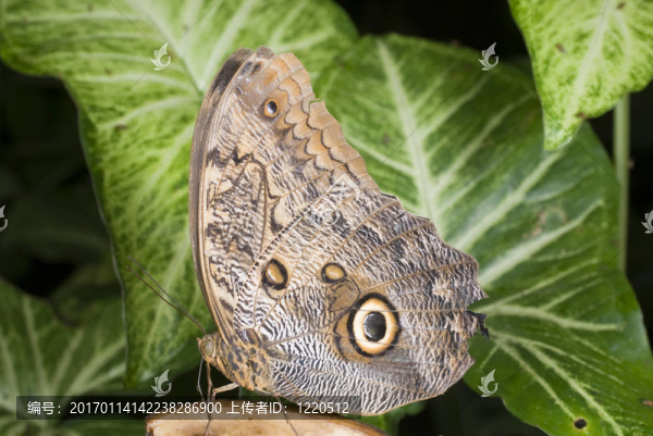斑木butterflyr