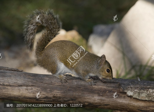 東灰松鼠