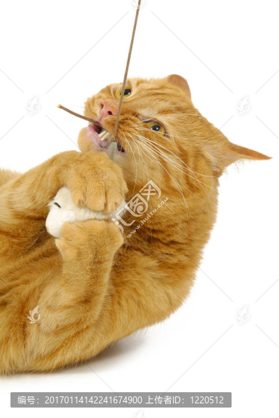 貓玩老鼠