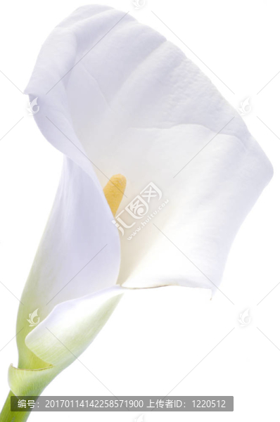 Calla,lily在白