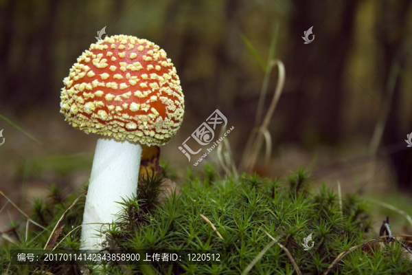 毒蕈青苔