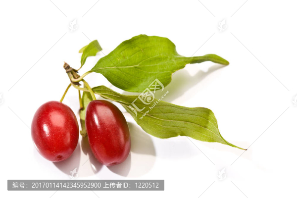 山茱萸
