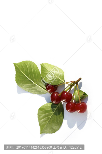 分櫻桃