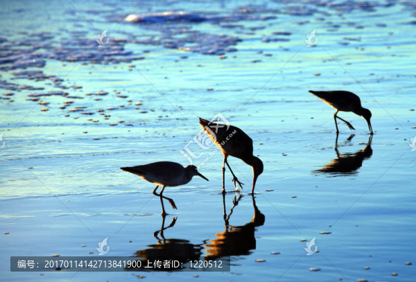 海灘上的鳥