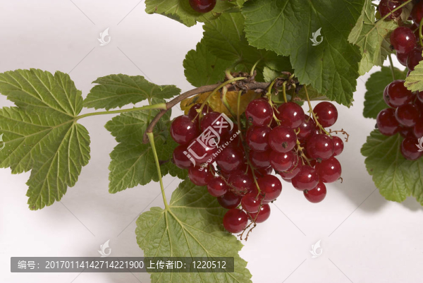 紅醋栗