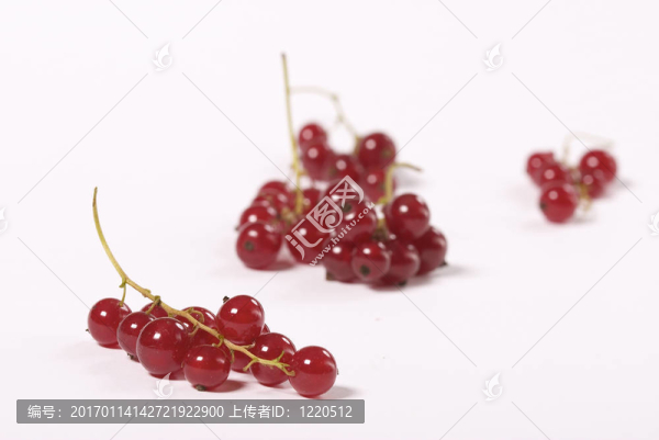 紅醋栗