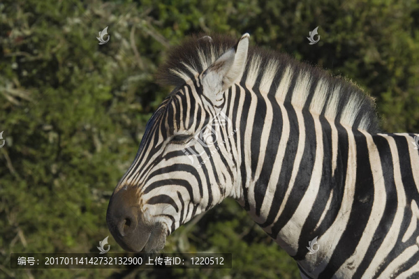 斑馬線-匯圖網(wǎng) www.fosd68.com 斑馬線