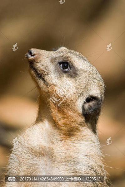 meercat盯上
