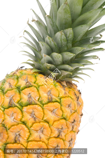 菠蘿