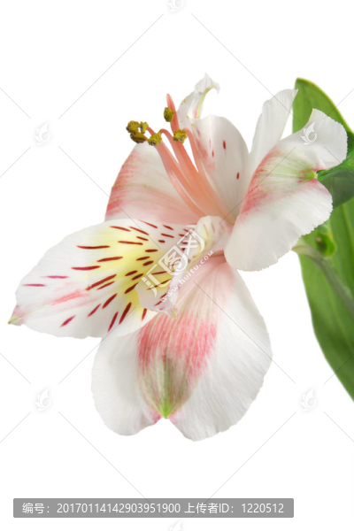 Alstromeria