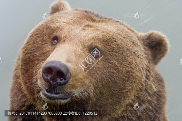 棕熊