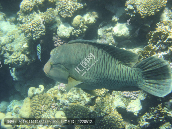 熱帶魚