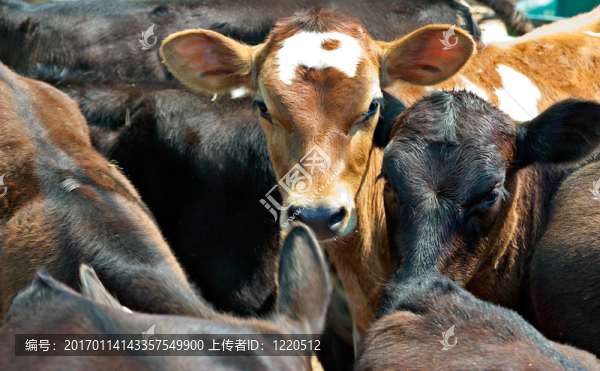 在飼養(yǎng)場(chǎng)的小牛