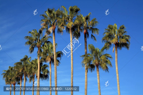 地中海的棕櫚樹