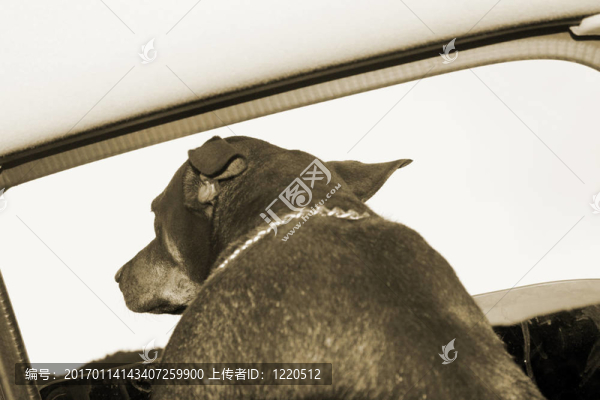 狗騎在車?yán)? title=