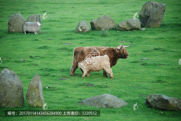 漢蘭達(dá)蘇格蘭牛