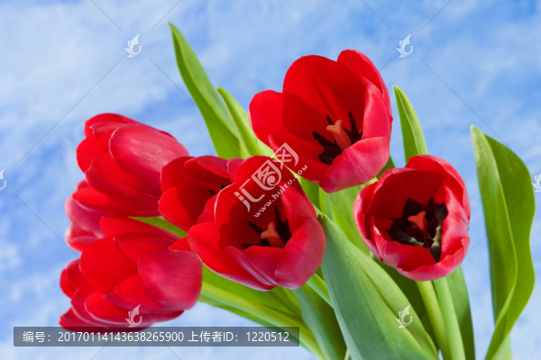 郁金香