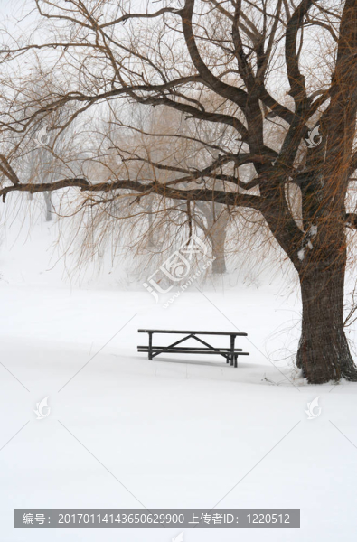 樹下的雪上的野餐桌