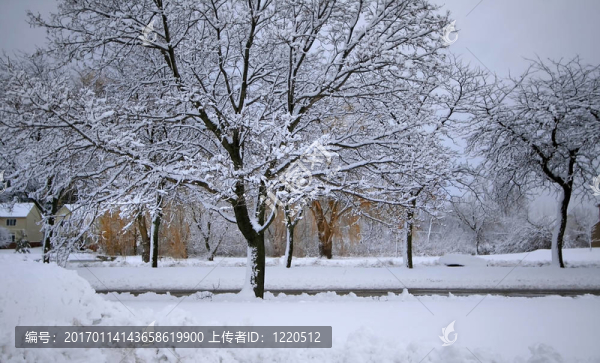 白雪覆蓋的樹木