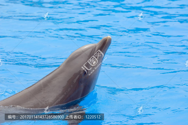海豚