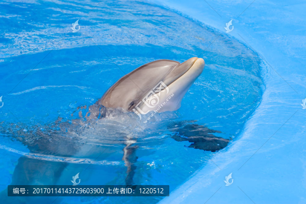 海豚