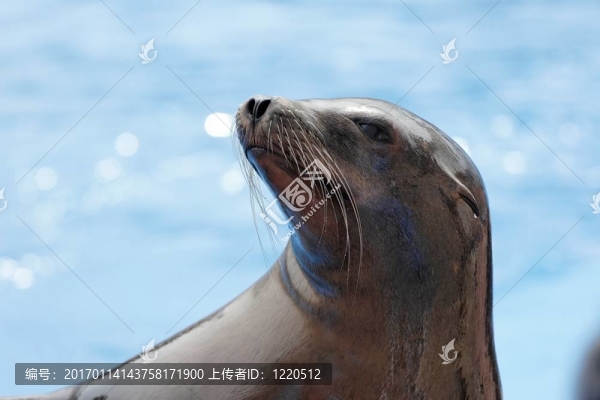 海獅