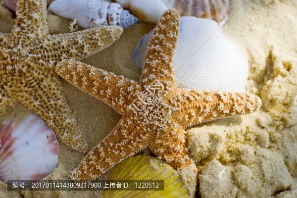 海灘上的海星和貝殼