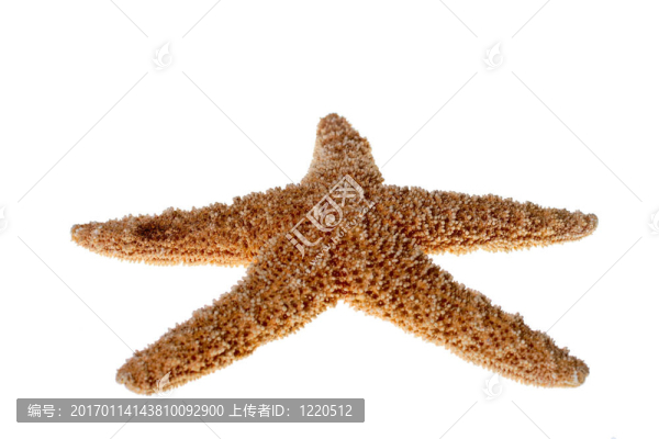 海星孤立