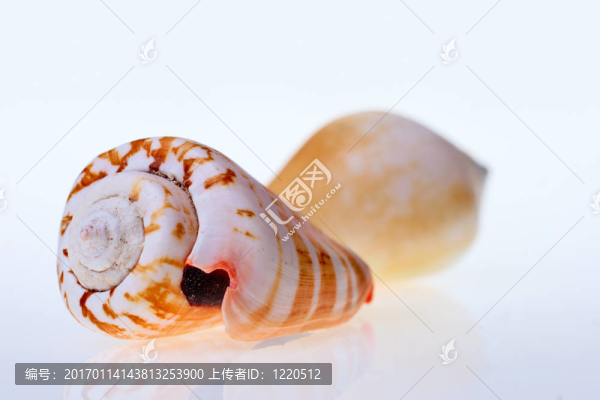 水蝸牛