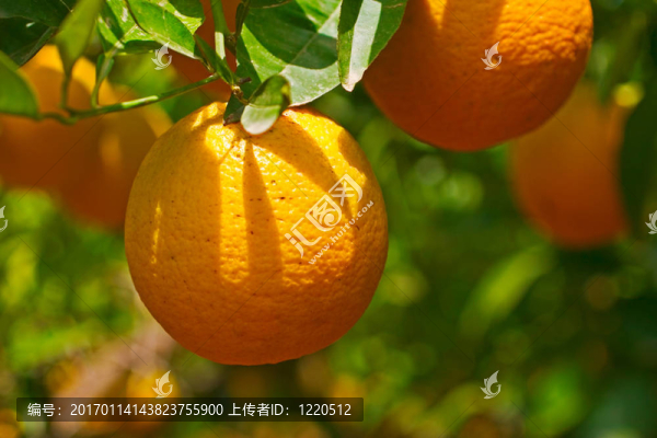 橘子樹