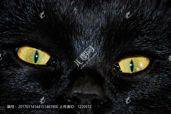 貓的眼睛-匯圖網(wǎng) www.fosd68.com 貓的眼睛