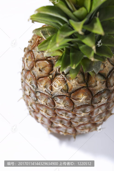 菠蘿
