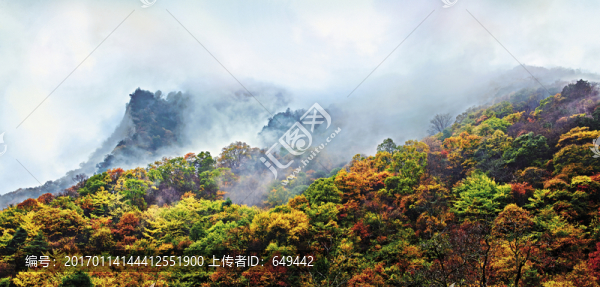 秦嶺,云山,原始森林,高山生態(tài)