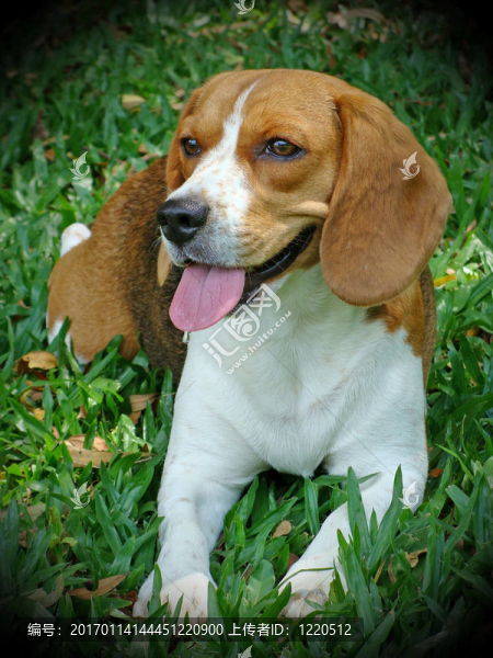 比格犬