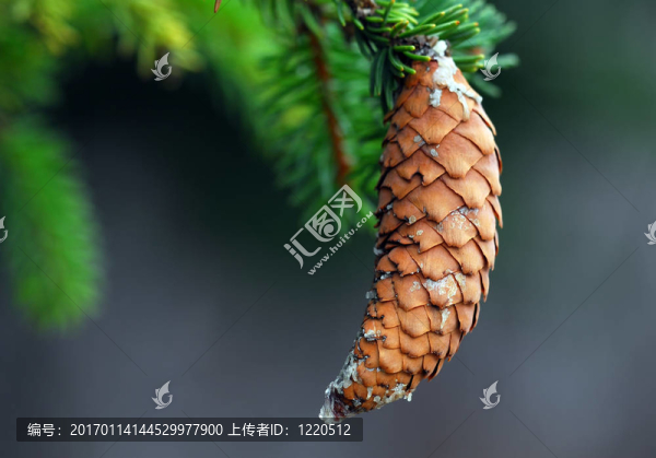 松樹的球果