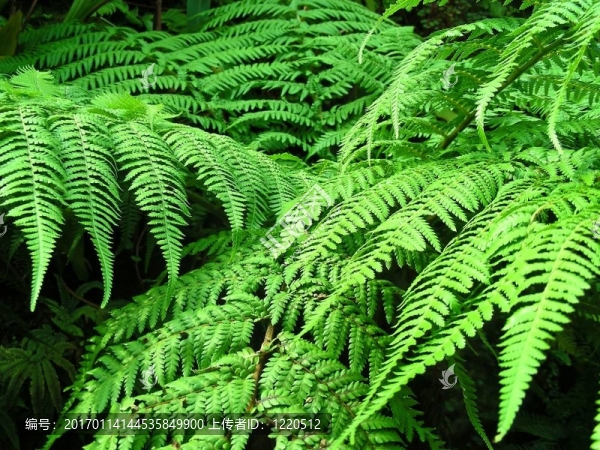 蕨類(lèi)植物的地毯