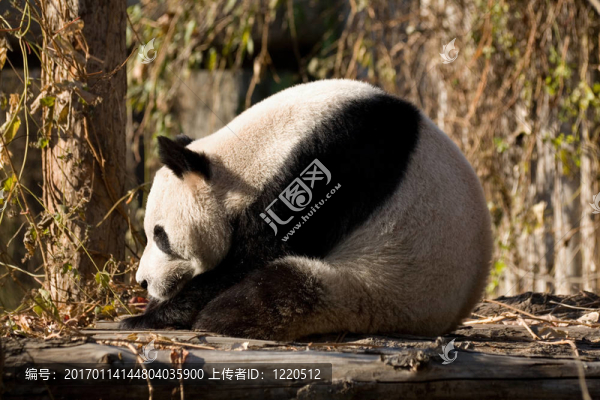 熊貓