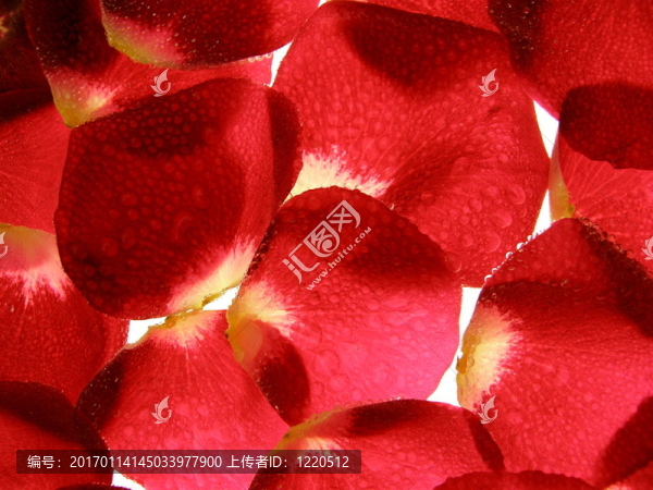 紅玫瑰花瓣