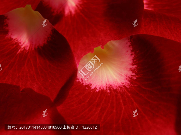 紅玫瑰花瓣