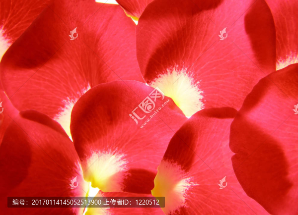 紅玫瑰花瓣