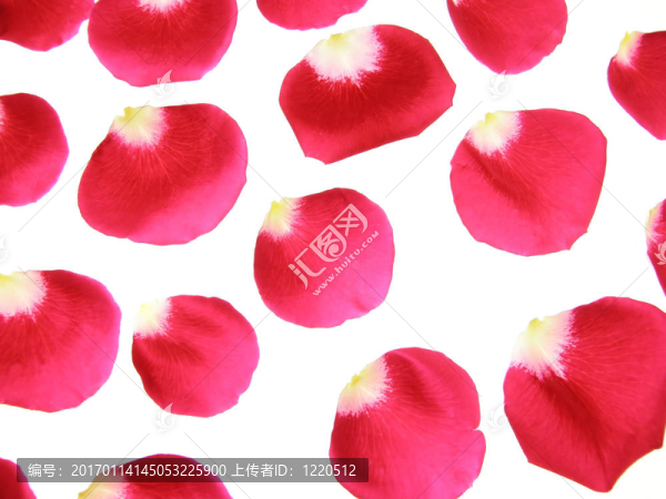 紅玫瑰花瓣