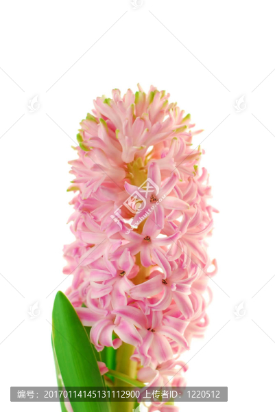 粉紅色的風(fēng)信子花