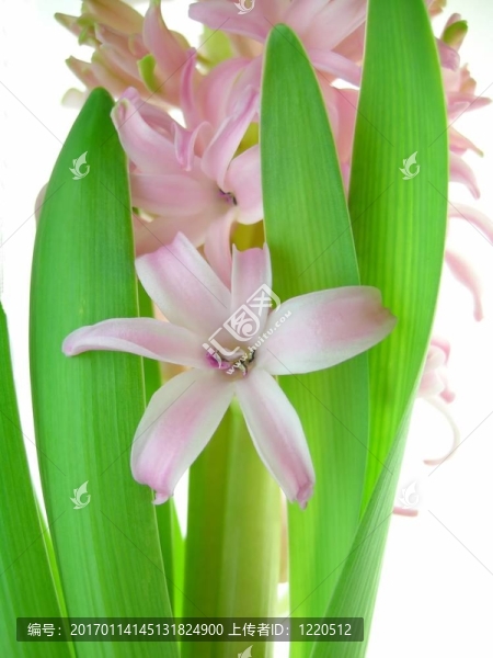 粉紅色的風(fēng)信子花