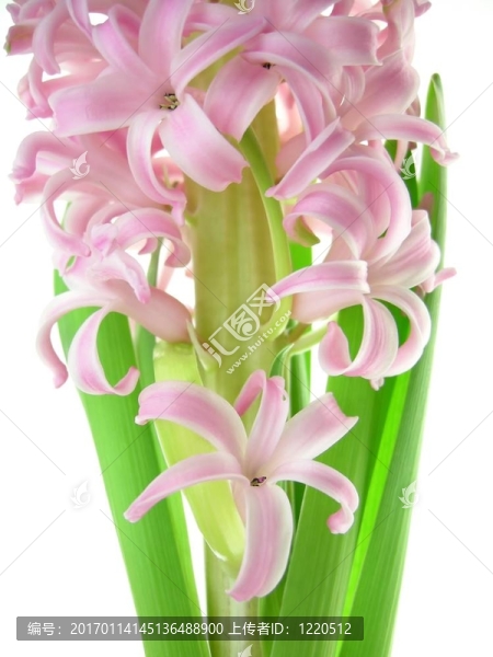 粉紅色的風(fēng)信子花