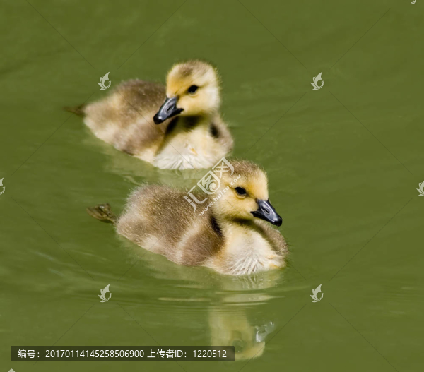 雛鵝游泳
