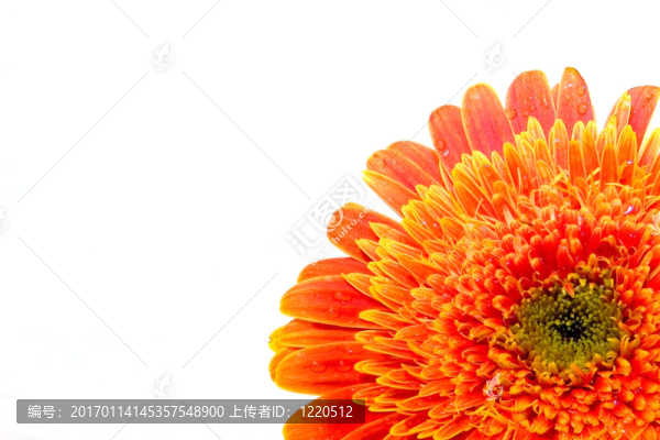 關(guān)閉了格柏雛菊