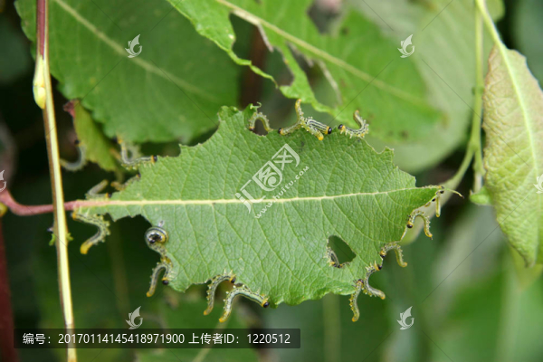 毛毛蟲(chóng)1