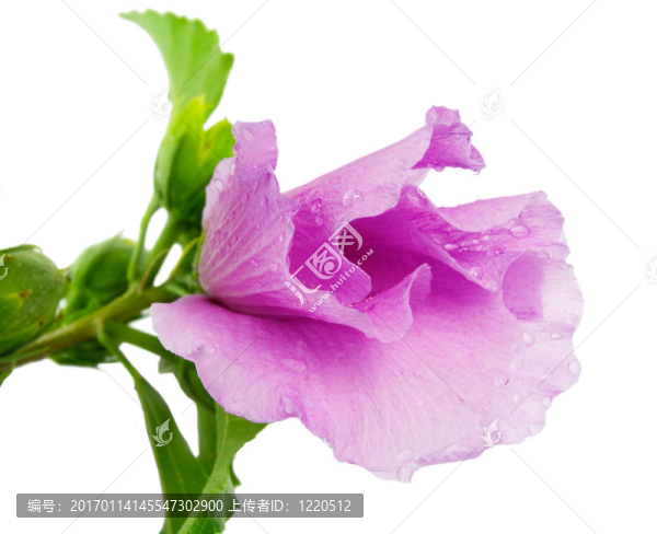 美麗的薔薇花